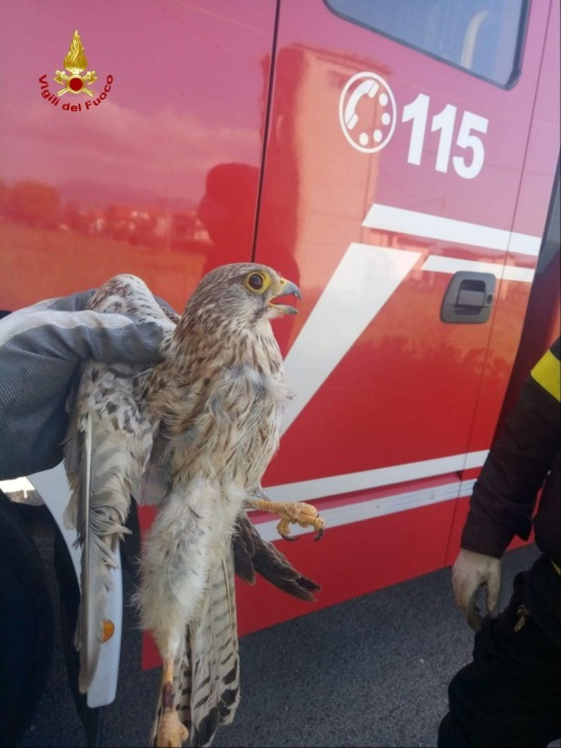 Latina: Falchetto intrappolato nei cavi di una cabina elettrica, salvato dai Vigili del Fuoco