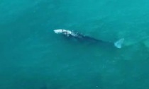 Gaeta: dopo Ponza e Napoli la balena grigia è nel Golfo (VIDEO)