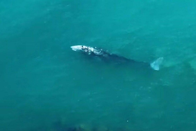 Gaeta: dopo Ponza e Napoli la balena grigia è nel Golfo (VIDEO)