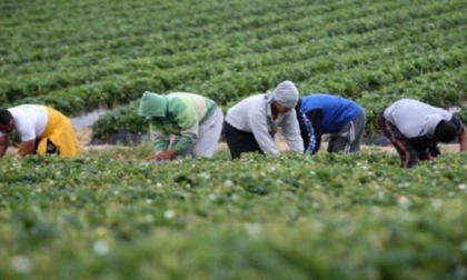 SAN FELICE CIRCEO: BRACCIANTI SENZA LAVORO E CONTRIBUTI, PRESENTATA DENUNCIA