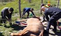 Roma: cavallo impigliato, salvato dai Vigili del Fuoco