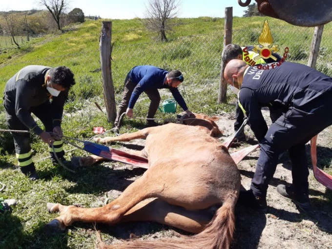 Roma: cavallo impigliato, salvato dai Vigili del Fuoco