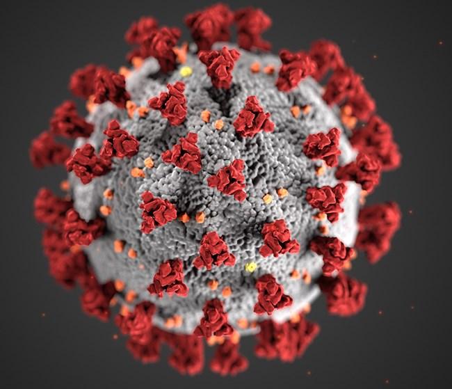 CORONAVIRUS