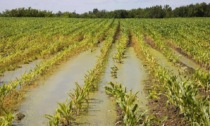 Maltempo: Clima, sempre più danni all'agricoltura (VIDEO)