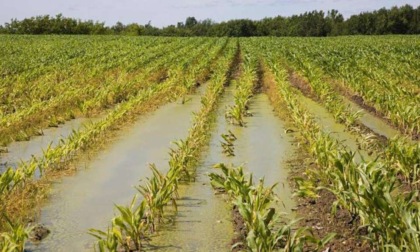 Maltempo: Clima, sempre più danni all'agricoltura (VIDEO)