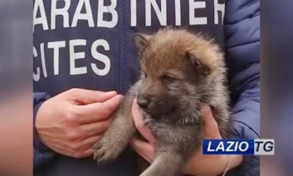 VITERBO: SEQUESTRATI 23 LUPI SELVATICI (Video)