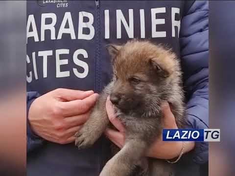 VITERBO: SEQUESTRATI 23 LUPI SELVATICI (Video)