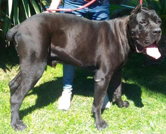 ROMA: TAGLIA LE ORECCHIE AL CANE, CONDANNATO