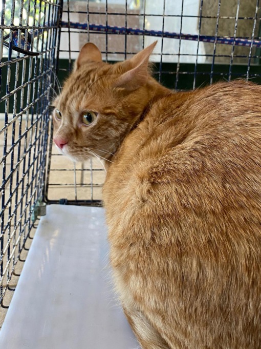 ROMA: IN OSPEDALE PER COVID, SALVATO IL SUO GATTO