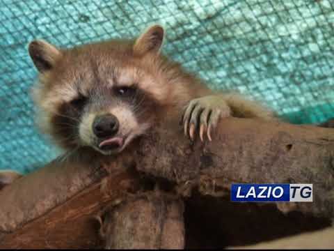 APRILIA: RIAPRE LO ZOO DELLE STAR