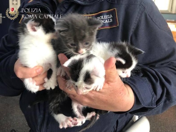 ROMA: CUCCIOLI DI GATTO ABBANDONATI IN UNO SCATOLONE