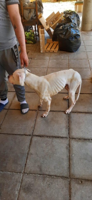 TERRACINA: DENUNCIATO PER MALTRATTAMENTO DI ANIMALI