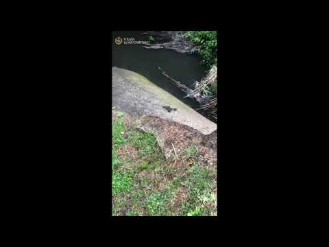 ROMA: FAMIGLIA DI GERMANI REALI SALVATA DALLA POLIZIA LOCALE (video)