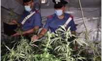 SEZZE: SEQUESTRATA SERRA DI MARIJUANA