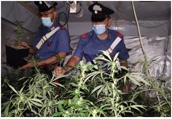 SEZZE: SEQUESTRATA SERRA DI MARIJUANA