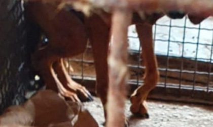 ROMA: SCOPERTO ALLEVAMENTO LAGER ABUSIVO