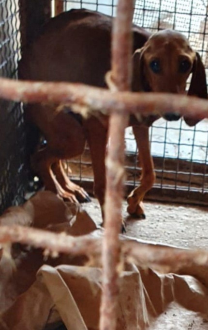 ROMA: SCOPERTO ALLEVAMENTO LAGER ABUSIVO