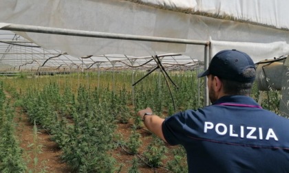 APRILIA: SCOPERTA PIANTAGIONE DI MARIJUANA