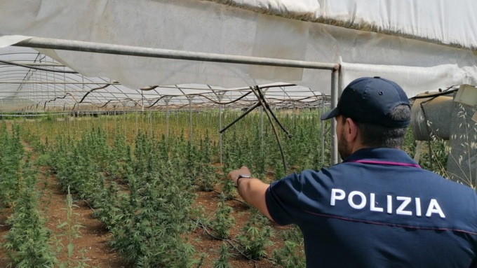 APRILIA: SCOPERTA PIANTAGIONE DI MARIJUANA