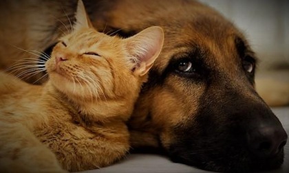 INCENDIO IN UN APPARTAMENTO A MENTANA, TRATTI IN SALVO CANI E GATTI