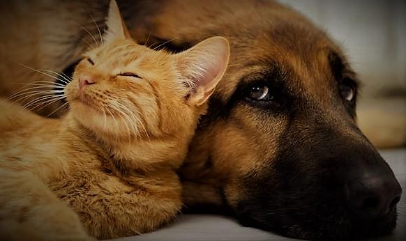 INCENDIO IN UN APPARTAMENTO A MENTANA, TRATTI IN SALVO CANI E GATTI