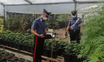 PONTINIA/SABAUDIA: COLTIVAVANO MARIJUANA, TRE ARRESTI