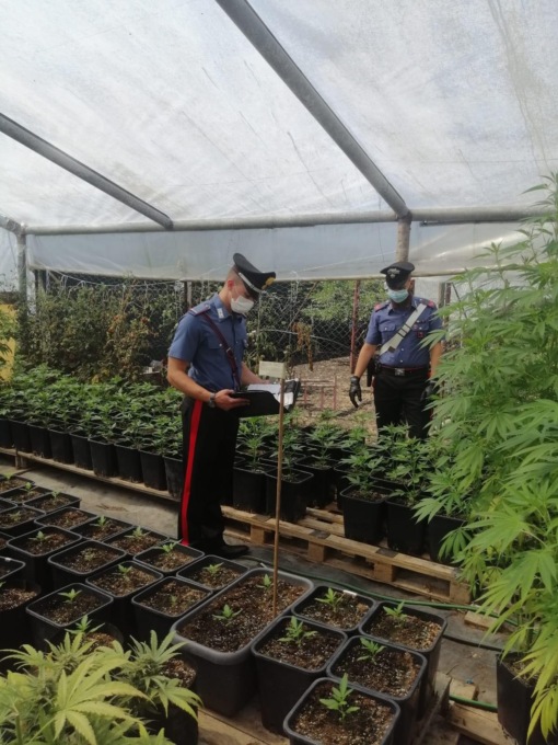 PONTINIA/SABAUDIA: COLTIVAVANO MARIJUANA, TRE ARRESTI