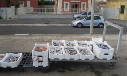 FIUMICINO: SEQUESTRATI 50 CHILI DI PESCE