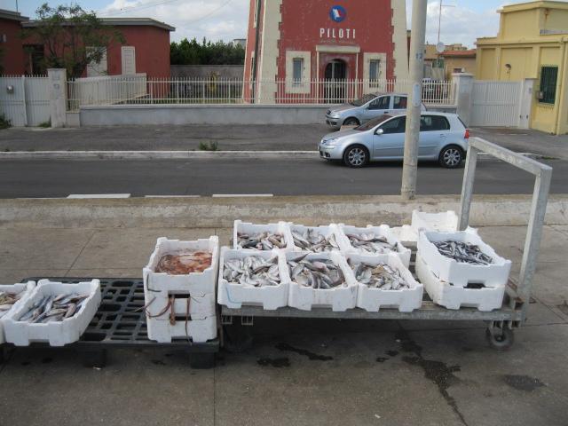 FIUMICINO: SEQUESTRATI 50 CHILI DI PESCE
