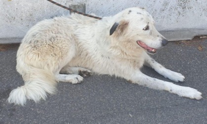 ROMA: POLIZIA LOCALE SALVA UN CANE CHE CORREVA IMPAURITO TRA LE AUTO