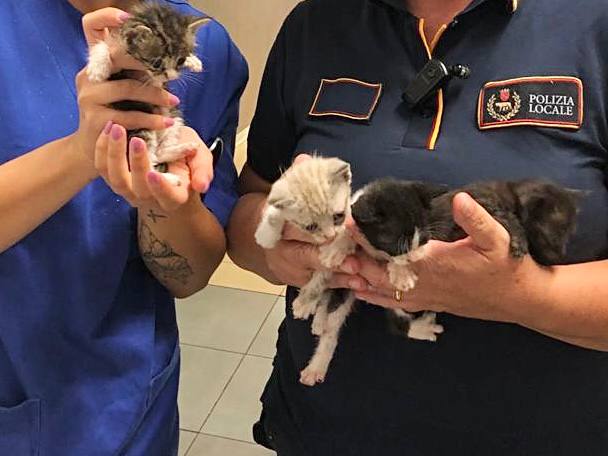 ROMA: LA POLIZIA LOCALE SALVA 6 GATTINI