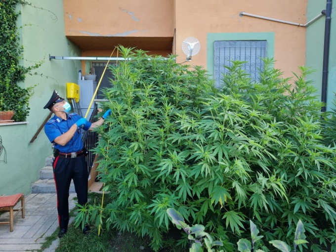 TREVIGNANO ROMANO: PIANTAGIONE DI MARIJUANA TRA I POMODORI