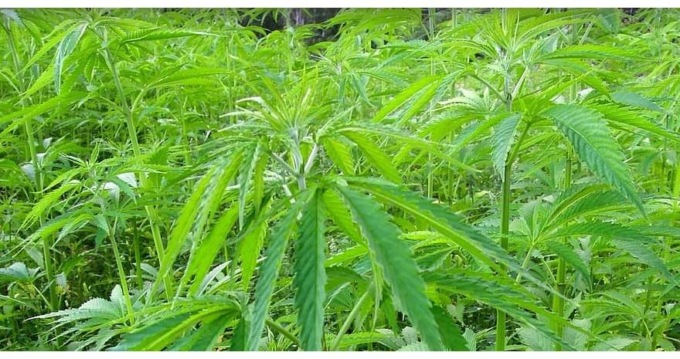 ROMA: COLTIVA MARIJUANA IN CASA, ARRESTATO