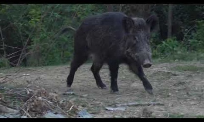 REGIONE: "NO ALLA CACCIA AL CINGHIALE TUTTO L'ANNO"