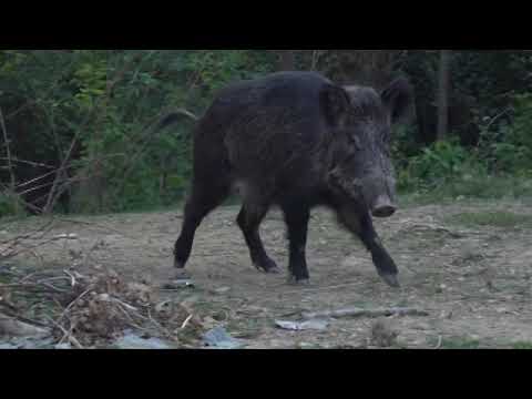 REGIONE: “NO ALLA CACCIA AL CINGHIALE TUTTO L’ANNO”