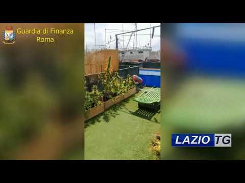 ROMA: PIANTAGIONE DI MARIJUANA SUL TERRAZZO, ARRESTATO