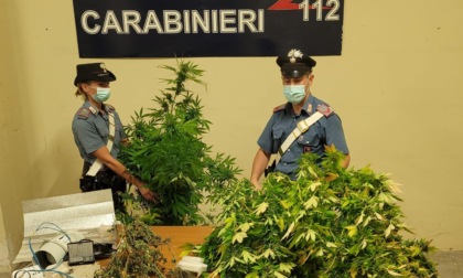 POMEZIA: SERRA DI MARIJUANA IN UN BOX, ARRESTATO