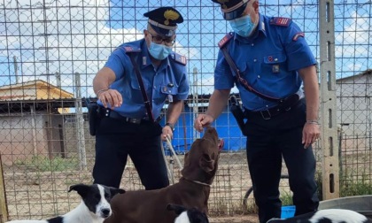 ROMA: CANI MALTRATTATI, DENUNCIATA