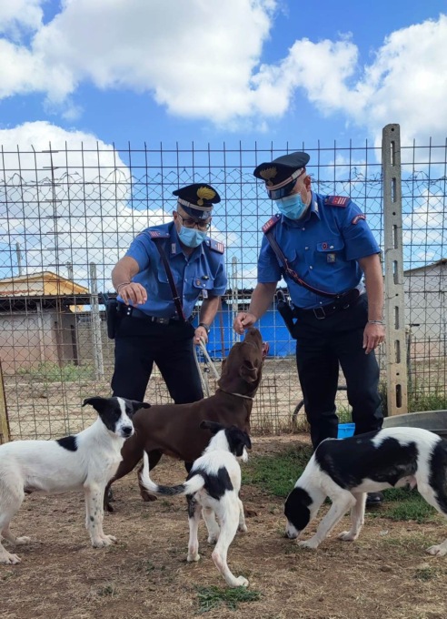 ROMA: CANI MALTRATTATI, DENUNCIATA