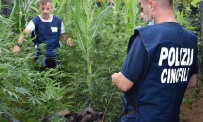 CISTERNA: CAMPO DI MARIJUANA SCOPERTO DAL DRONE