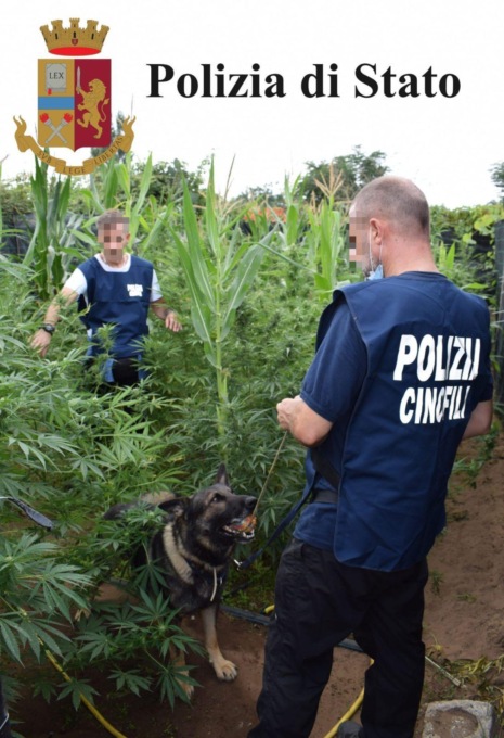 CISTERNA: CAMPO DI MARIJUANA SCOPERTO DAL DRONE