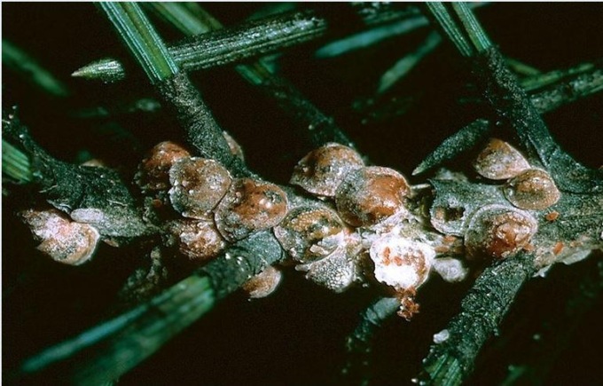 ROMA: PINI A RISCHI, L’ALLARME DEGLI AMBIENTALISTI (VIDEO)