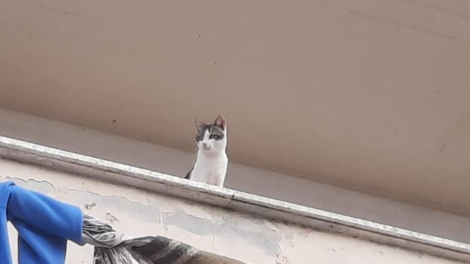 ANZIO: GATTI CHIUSI NELL’APPARTAMENTO SEQUESTRATO