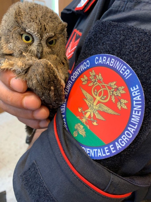 TORRICE: I CARABINIERI FORESTALI RECUPERANO UN RAPACE NOTTURNO MIGRATORE