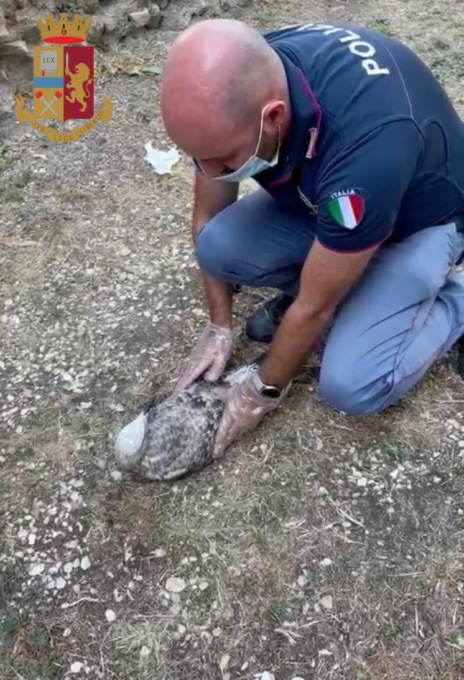 ROMA: GABBIANO REALE SALVATO DALLA POLIZIA E AFFIDATO ALLA LIPU
