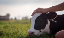 ECONOMIA: "BENESSERE ANIMALE", COME AIUTARE LA ZOOTECNIA (video)