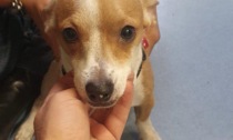 ROMA: RITROVA IL CANE SMARRITO