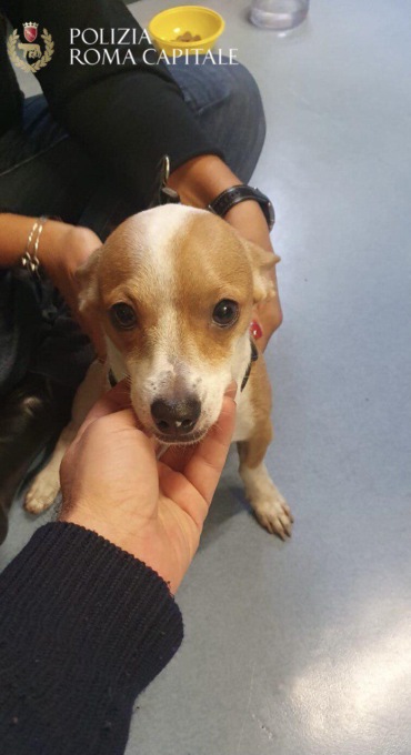 ROMA: RITROVA IL CANE SMARRITO