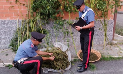 VALMONTONE: SERRA DI MARIJUANA IN CASA