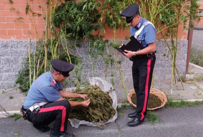 VALMONTONE: SERRA DI MARIJUANA IN CASA